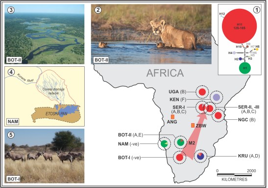 Fig. 1 Lions_2 2015_Final